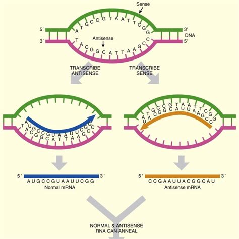 Sense And Antisense Rna Strands - slidesharetrick