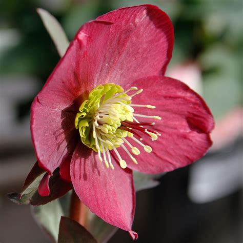 Helleborus Orientalis | ubicaciondepersonas.cdmx.gob.mx