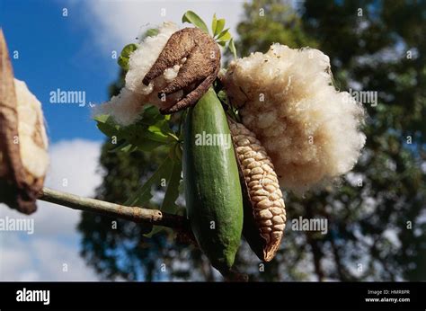 Kapok fruit hi-res stock photography and images - Alamy