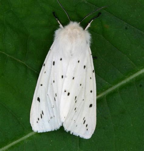 white Ermine Moth | White ermine moth, Ermine, Moth