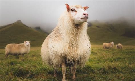 Icelandic Sheep | Rural Living Today