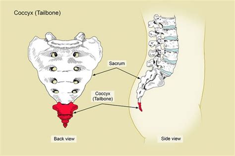 Sacrum And Coccyx Pain