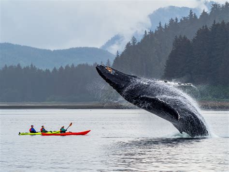 The Story Behind the Photo: Whale Breaching over Kayaks – John ...