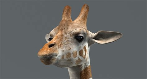 Giraffe Animated - 3D Model by Furok