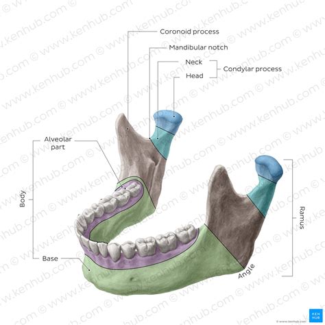 The mandible: Anatomy, structure, function | Kenhub