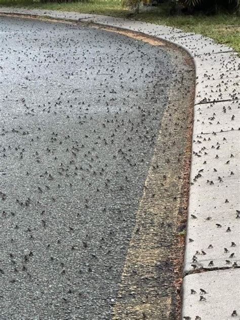 Cane toads gross animal: toxic pest spreading in Australia | news.com.au — Australia’s leading ...