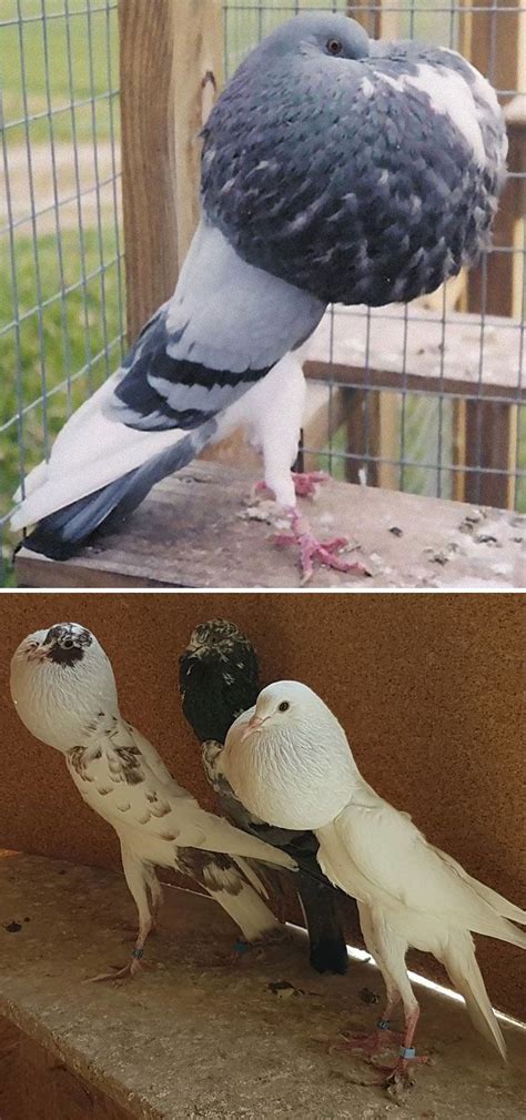 Brunner Pouter Pigeon in 2022 | Pigeon breeds, Pigeon, Weird birds