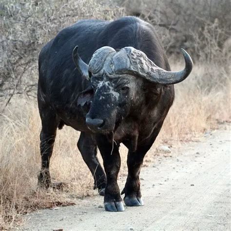 Cape Buffalo Facts Animal Facts Encyclopedia, 46% OFF