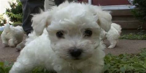 The Small, Curly Haired Dogs, Bichon Frise - DoggyZoo.com | Bichon ...