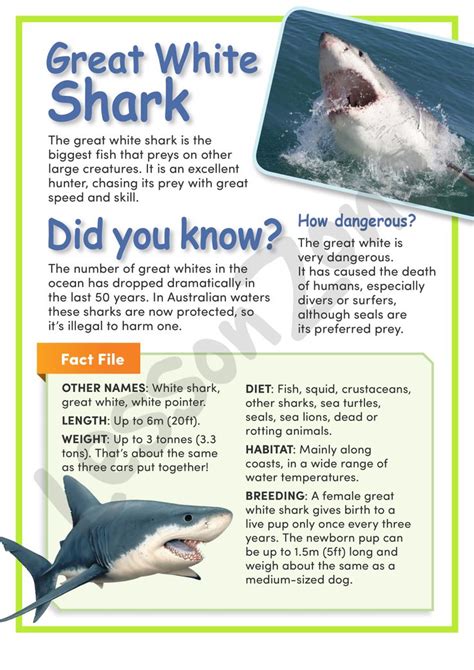 Lesson Zone AU | Worksheet | Great White Shark | White sharks, Great white shark, Whale facts