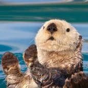 Download Sea Otter Wallpapers android on PC