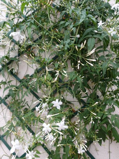 Growing Jasmine On A Trellis Or Wall: How To Train Jasmine To Climb