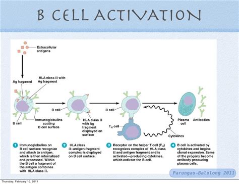 immune system - How are Antibody and T-cell receptor different? - Biology Stack Exchange