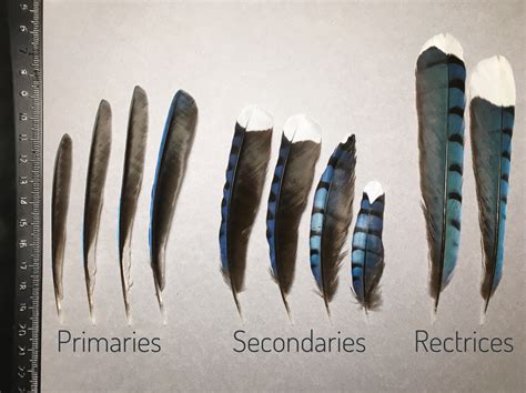 Unusual Blue Jay feathers: part one – Found Feathers