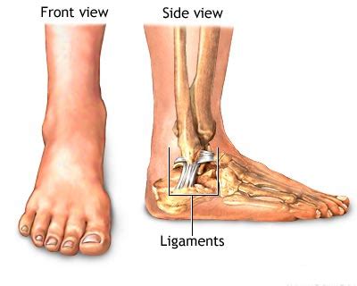 What Are Ligament Functions? | New Health Guide