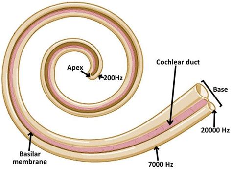 Vestibular Membrane