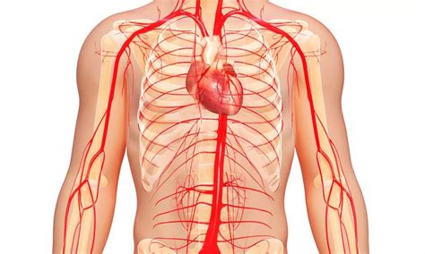 Arterial stiffness can cause metabolic syndrome in teenagers, study suggests