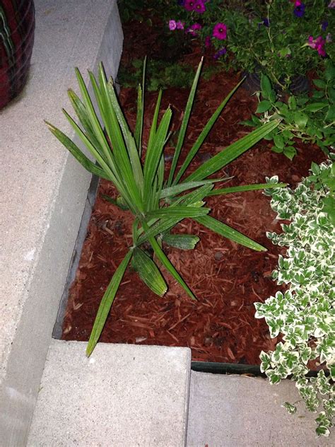 Small Needle Palm (rhapidophyllum hystrix) in the front yard. Cold Hardy Palm Trees, Needle Palm ...