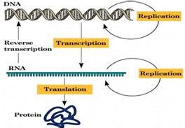 What Is Open Reading Frame In Dna | Webframes.org