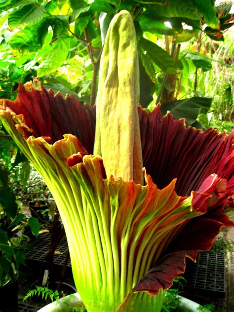 the large flower is blooming in the green and red planter's garden