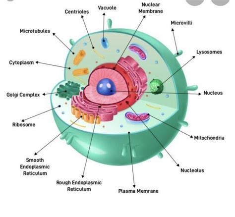 A diagram of an animal cell is shown below. Each arrow points to a different organelle ...