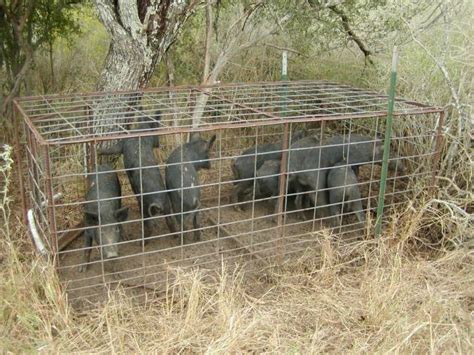 Use of Box Traps to Capture Feral Hogs – Wildlife Damage Management