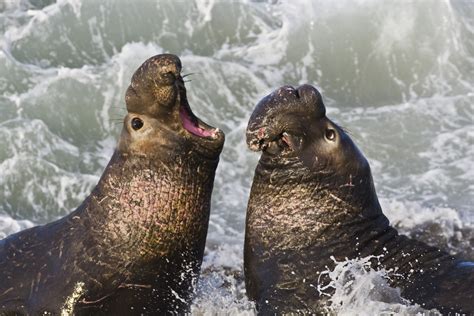 File:Northern Elephant Seal, San Simeon2.jpg - Wikipedia