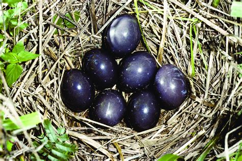 Eggs of Red-winged Tinamou Rhynchotus rufescens, Quebrangulo, Alagoas,... | Download Scientific ...