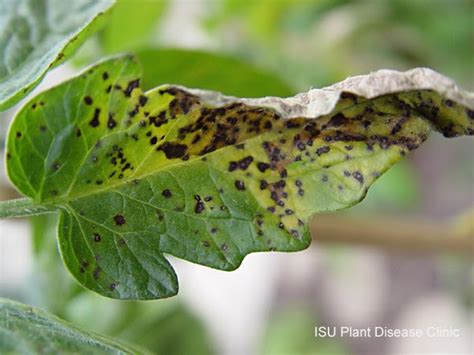 Tomato Season Race: Septoria leaf spot of tomato caused by the fungus Septoria lycopersici ...