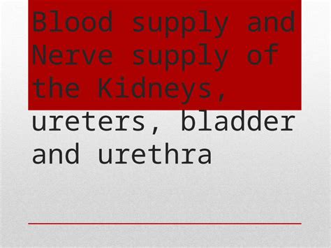 (PPTX) Blood supply and Nerve supply of the Kidneys, ureters, bladder ...