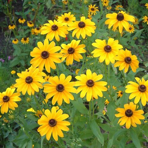 Rudbeckia Hirta Black Eyed Susan | Black Eyed Susan | Premier Seeds Direct ltd