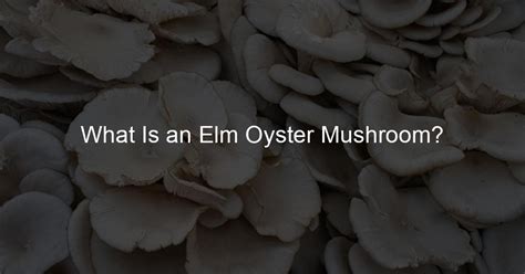 What Is an Elm Oyster Mushroom?