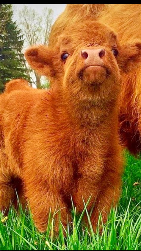 Scottish Highland Calf Baby Cows, Cute Cows, Baby Farm Animals, Baby Elephants, Fluffy Cows ...