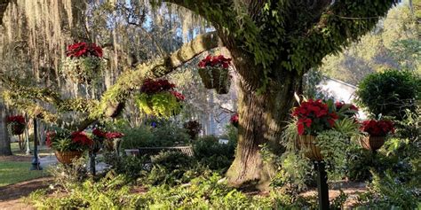 Thousands of poinsettias on display at Leu Gardens - Orlando-News.com