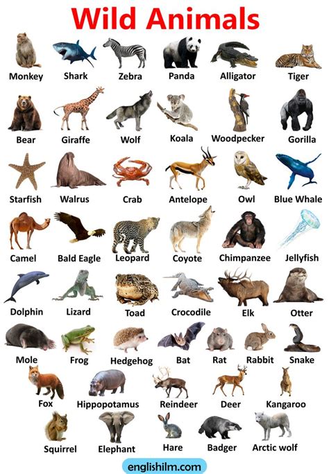 an image of wild animals with their names