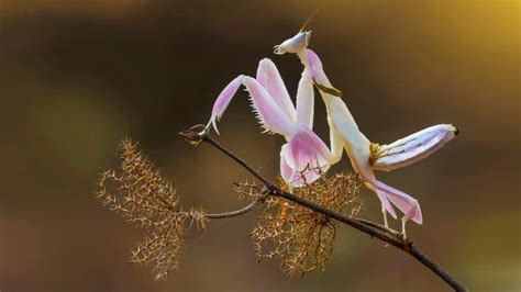 9 Orchid Mantis Facts - Fact Animal