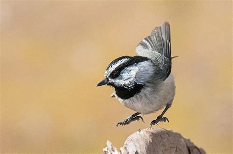 Happy Chickadee Dance Photograph by Eivor Kuchta - Pixels