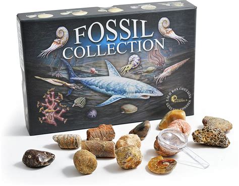 Fossil Collection Box (display Of 6) - Science And Nature