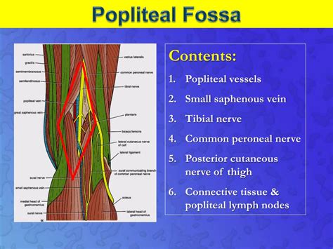 Popliteal