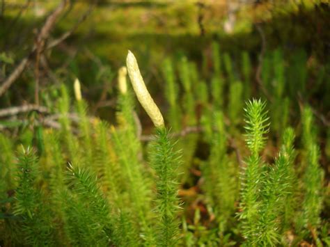 Lycopodium clavatum Images - Useful Tropical Plants