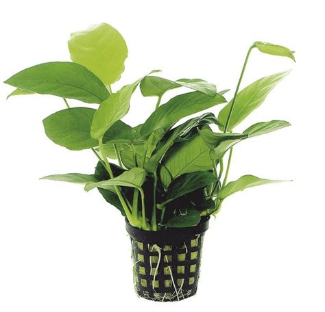 ANUBIAS NANA | Planted aquarium, Planten, Vissen