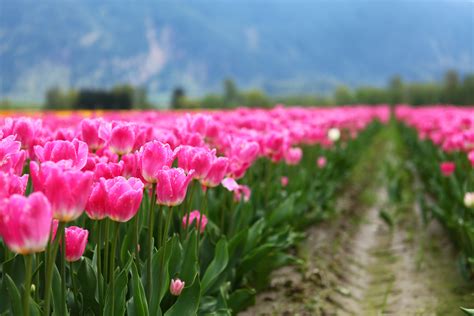 Pink Tulip flower field in bloom during daytime HD wallpaper ...