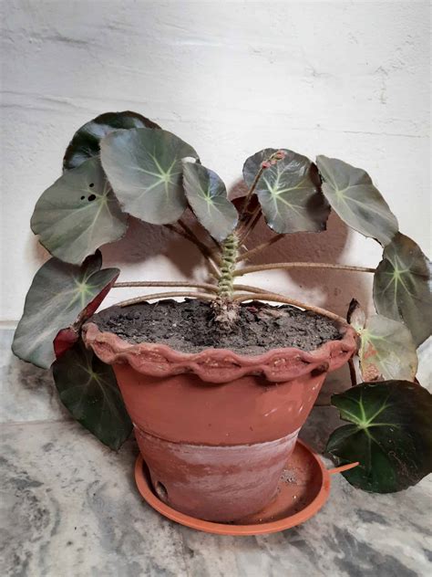 A Complete Guide to Grow and Care Beefsteak Begonia - Plants Craze