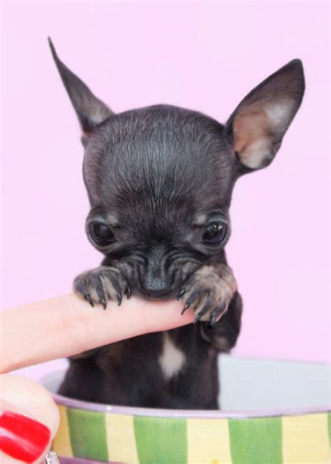 Teacup Chihuahuas and Chihuahua Puppies For Sale by TeaCups, Puppies ...