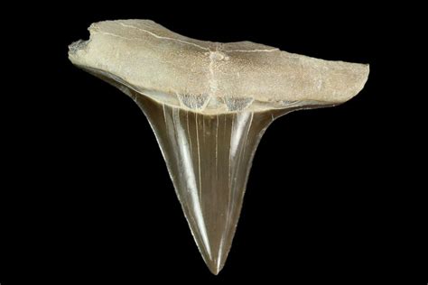 1.38" Fossil Cretoxyrhina Shark Tooth - Kansas (#115682) For Sale - FossilEra.com