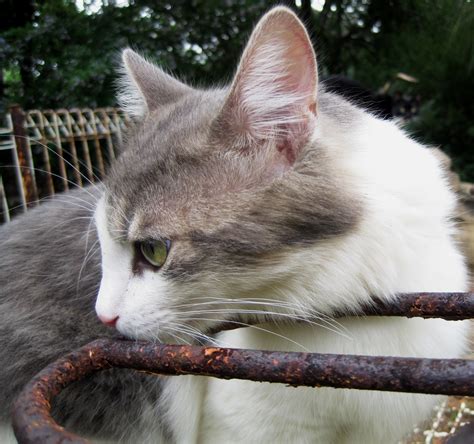 Ragdoll Cross With Green Eyes Free Stock Photo - Public Domain Pictures