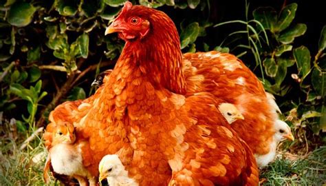 Top 20 Razas De Gallinas Más Populares Ideales Para Una Granja