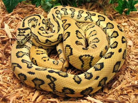 Facts About Snakes For Kids | Snake Diet & Habitat