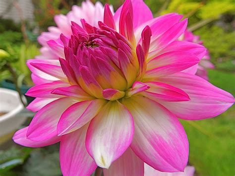 Dahlia XXL Veracruz | Back garden, patio container. Just a t… | Flickr