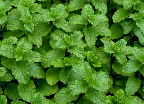 Mięta Kłosowa (Mentha Spicata L.) (ID: 4540) - DobreNasiona.com